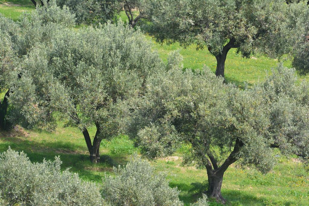 Agriturismo Torre Del Golfo クローパニ エクステリア 写真